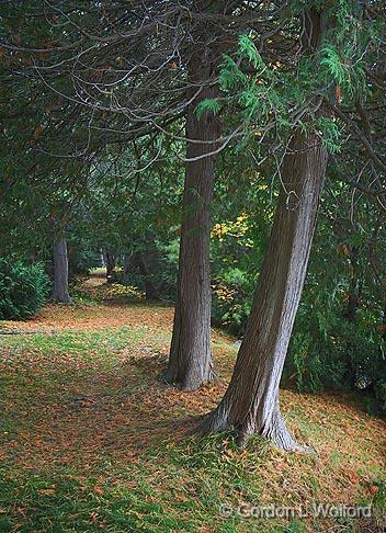 Two Trees By A Path_22832,4.jpg - Photographed near Lindsay, Ontario Canada.